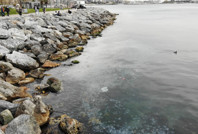 Moda Sahili'ni denizanası bastı