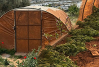 Avluda suç bahçesi: Çamurla gizlenmiş serada yok yok