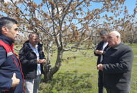 Birçok ülkeye ihraç ediliyor! Don vurdu: 'Bu sene kimse beklemesin'