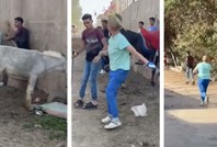 Eşeğini kırbaçlayan kişiyi döven kadın tutuklandı