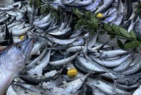 Son yılların en verimli palamut sezonu yaşandı