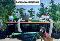 Öğretmen, evini uyuşturucu bahçesine çevirdi