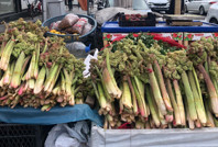 Amerika’ya bile ulaştı: 'Yayla muzu' 300 TL’den yok satıyor