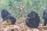 Çarpıcı kareler: Bilim insanları bar kültürünün temelini buldu