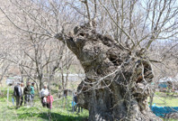 Asırlık ceviz ağacının kovuğuna 12 kişi sığdı