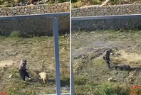 Koyuna tekme atıp iple eziyet etmişti: Tutuklandı