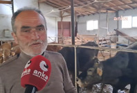 Artvinli üretici: Kurbanlıklar var ama alıcı yok