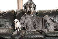 Dünyanın en uzun köpeğiyle en küçük köpeği yan yana