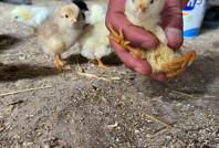 Görenler şaştı kaldı: Yumurtadan 4 ayaklı civciv çıktı