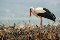 Yaren leyleğin iki yavrusu oldu