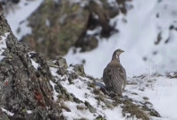 Nesli tükenmekte olan Ur Kekliği Erzurum'da görüntülendi