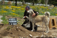 'Garip' isimli köpek, sahibinin mezarı başından ayrılmıyor
