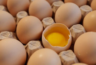 Yumurta üretimi ağustosta azaldı