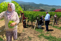 Yaprağı meyvesinden daha çok kazandırıyor