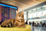 Kurallar esnetildi: Uçaklar için örnek olacak karar