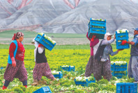 24 yıldır çiftçinin yüzü gülmüyor