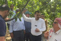 İsyan etti: 6 - 6.5 ton ürün alıyordum, şimdi 5 kasa çıkmıyor