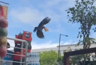 Cips çalan kargayı uyardı: 'Çok acılı, yakar'