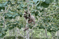 Bu yıl ilk kez görüntülendiler