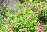 15 gün yaşıyor, doğal ağrı kesici: Koparmanın cezası dudak uçuklatıyor