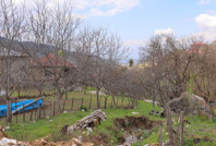 Zirai don planları mahvetti: 'En az iki yıl ciddi üretim olmaz'