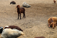 Zehirli kumpas 77 koyunu öldürdü: Kuzular annesiz kaldı