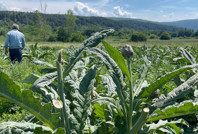 Ünü dünya çapındaydı: Hırsızlar hasat etti, 'bir tane de bize bırakmışlar'