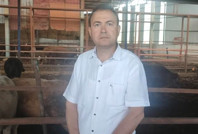 Kurbanlık dana, satıcıyı öldürdü