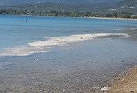 Omurgasızların sayısı artıyor