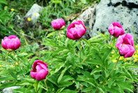 Yılda 10 gün açıyor, koparan yıllarca borç ödüyor