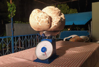 Gözlerine inanamadılar: 'İlk defa böyle bir şey görüyorum, taş zannettim'