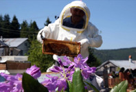 Deli bal ölüme götürüyordu: Bir kaşık, iki kaşık derken...