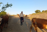 Çoban krizi büyüyor: 80 bin TL maaş yetmiyor