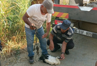 Hareketsiz kalan leylek için seferber oldular