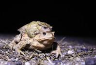 Bacağı bin 695 lira kendisi 591 lira