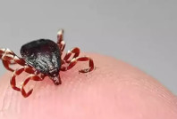 Kene en çok bu 4 ilde görülüyor