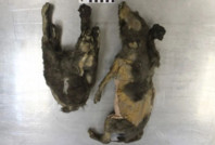 14 bin yaşındaki yavru kurtların gizemi çözüldü