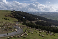 Yetiştiriciler yabancı çoban adımından memnun