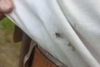 Yozgat’ta kene alarmı!