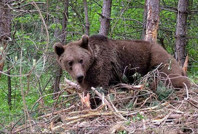 Ayılara karşı ordu harekete geçti