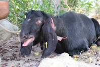 25 bin TL'lik kurbanlık keçi 10 günlük firarın ardından yakalandı