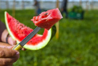 Karpuz bile masum değil: Yanında tüketilmesi gereken ürünü açıkladı