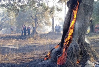 123 zeytin ağacı alev alev yandı