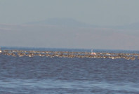 Binlerce yavru flamingo öldü