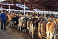 Kırşehir'de canlı hayvan pazarı 'şap' gerekçesiyle kapatıldı