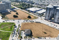 Milyon dolarlık gökdelenlerin tam ortasında hasat yapıyorlar