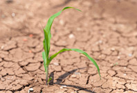 Çiftçiyi dolu ve dondan sonra şimdi de kuraklık vurdu