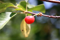 Kirazdan sonra vişnede de rekolte alarmı!