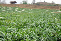 Tepki büyüdü: Tarlada 2 TL'ye alıcı bulamıyor, manavda 30 TL'ye satılıyor