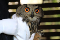 Yaralı puhu sonunda taburcu oldu